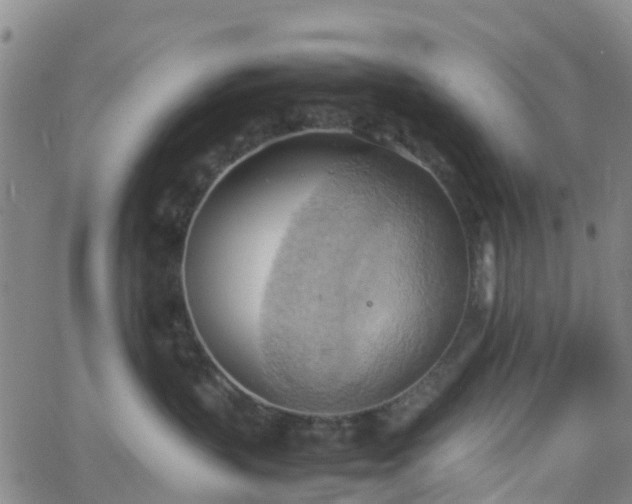 X0000064040383200601301155