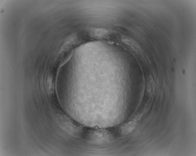 X0000064040420200601301153