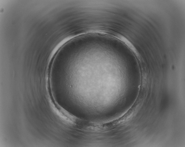 X0000064040955200601301145