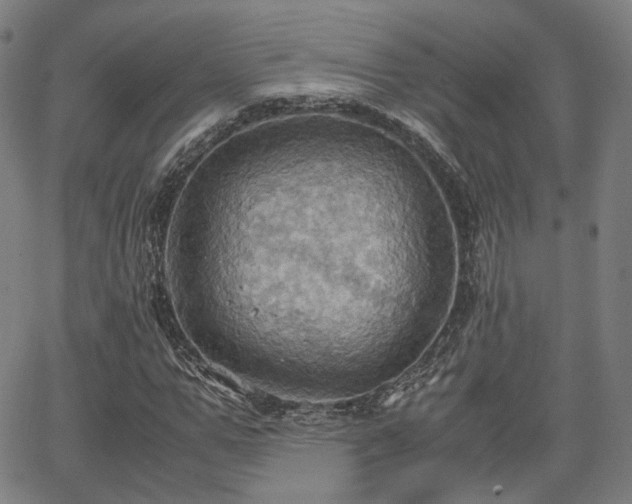 X0000064040967200601301144