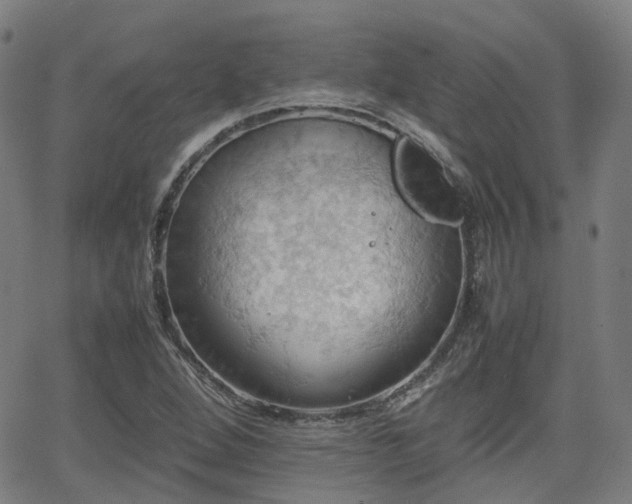 X0000064041264200601301139