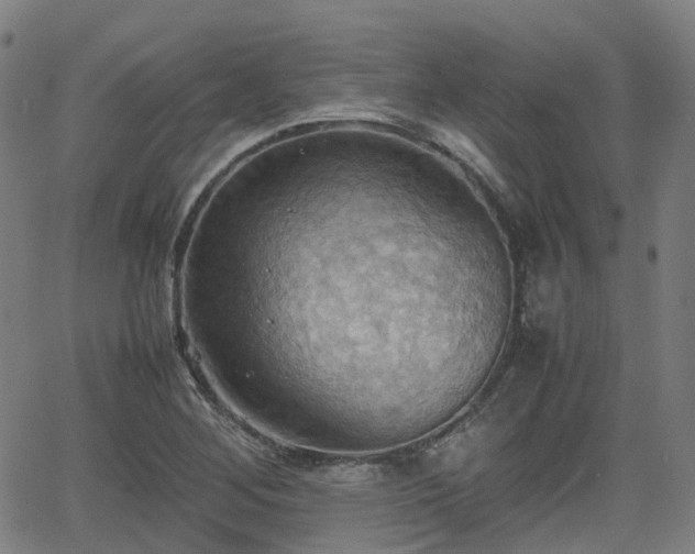 X0000064041268200601301139