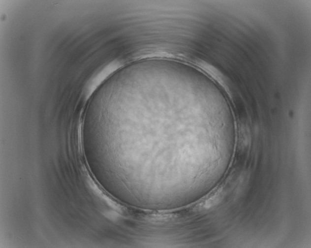 X0000064041290200601301139