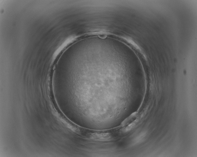 X0000064041325200601301139