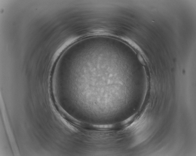 X0000064041333200601301139