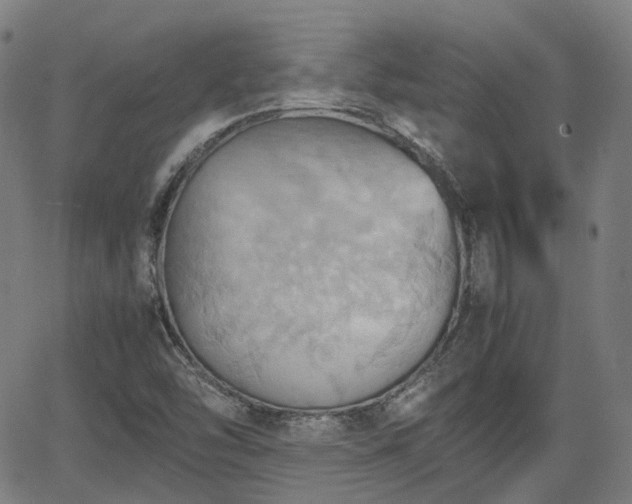 X0000064041454200601301136