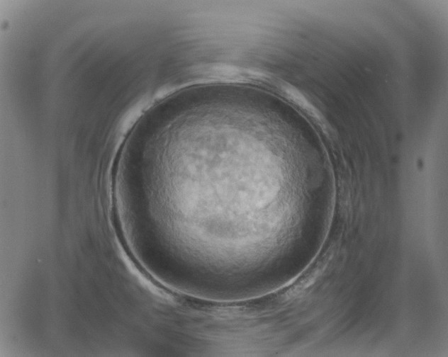 X0000064041479200601301136