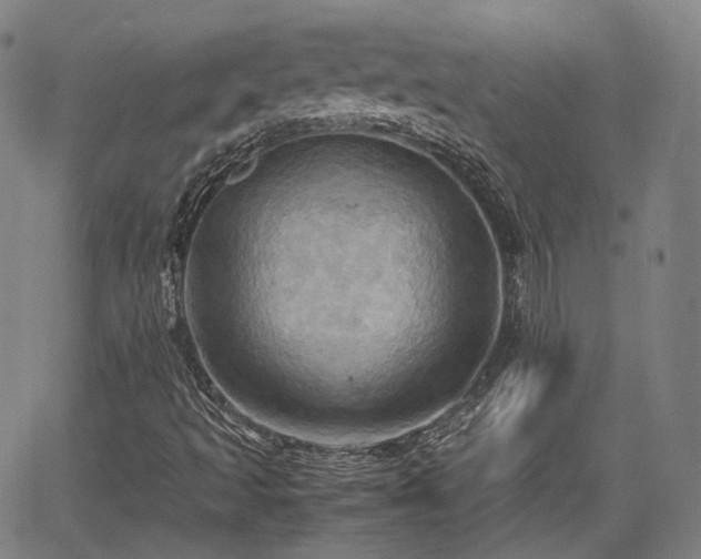 X0000064041493200601301135