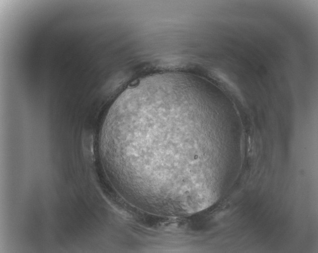 X0000064040115200602031607