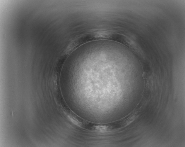 X0000064040265200602031605