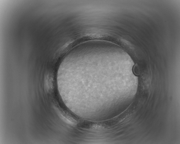 X0000064040596200602031559