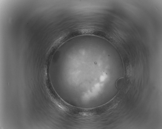 X0000064040733200602031557