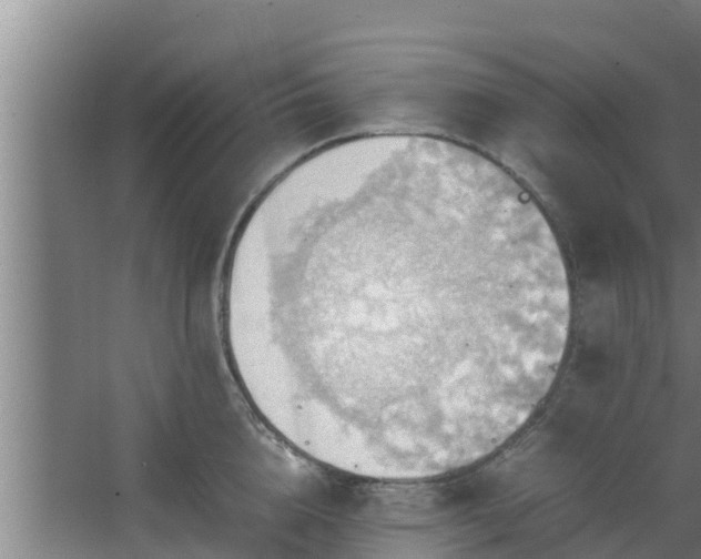 X0000064040856200602031556