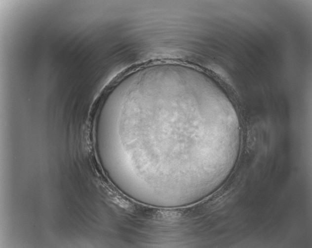 X0000064040878200602031555