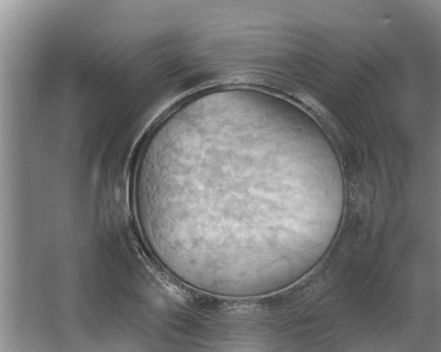 X0000064040886200602031555