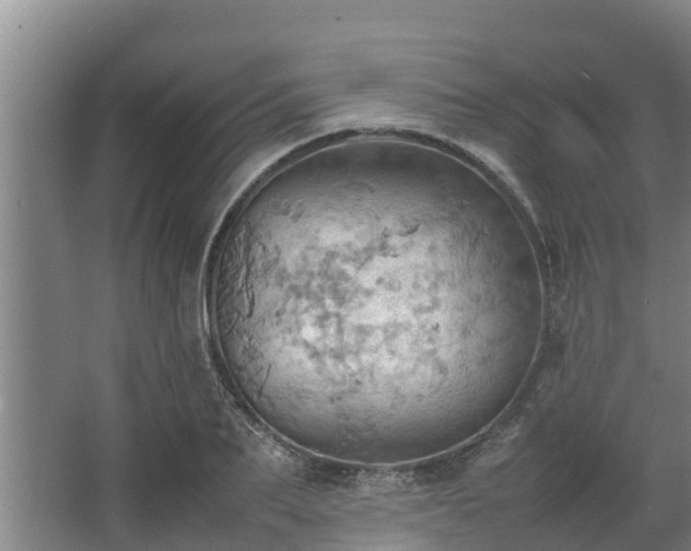 X0000064040887200602031555