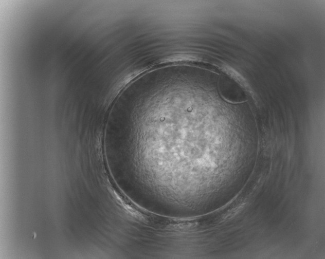 X0000064040937200602031554