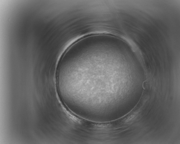 X0000064040951200602031554