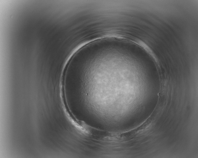 X0000064040955200602031554