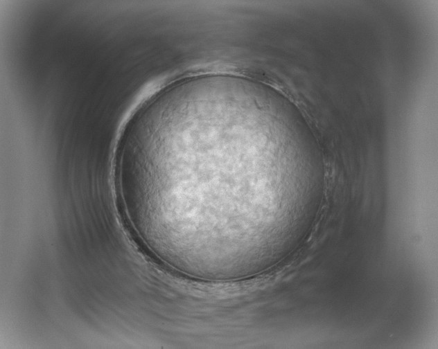 X0000064040006200602101436