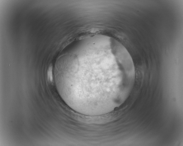 X0000064040046200602101436