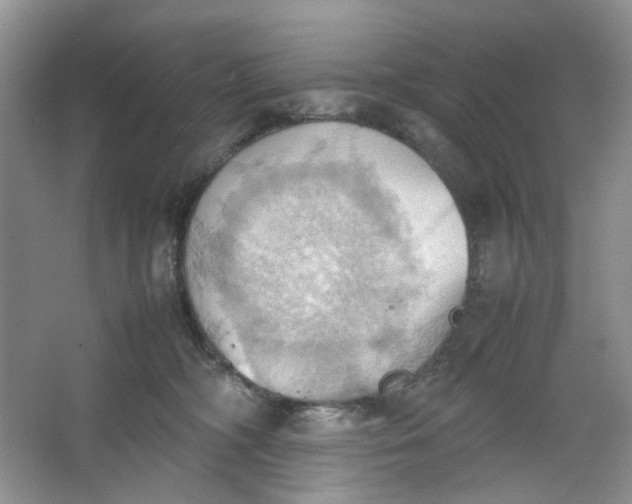 X0000064040326200602101431