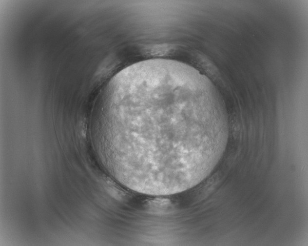 X0000064040374200602101431