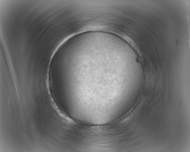 X0000064040904200602101421