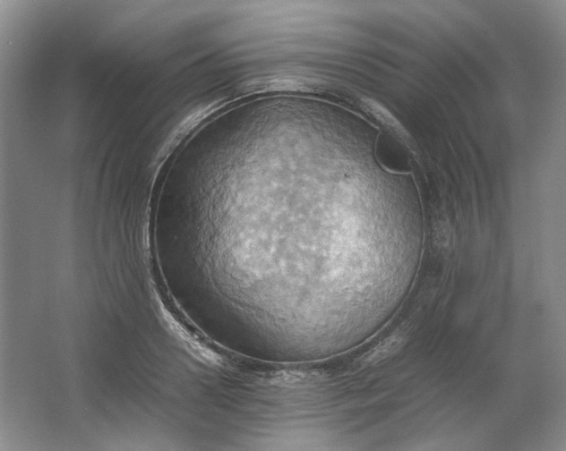 X0000064040938200602101421