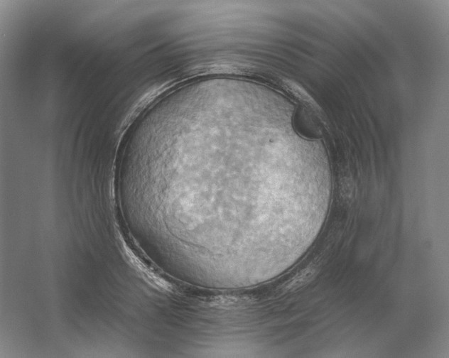 X0000064040938200602171640