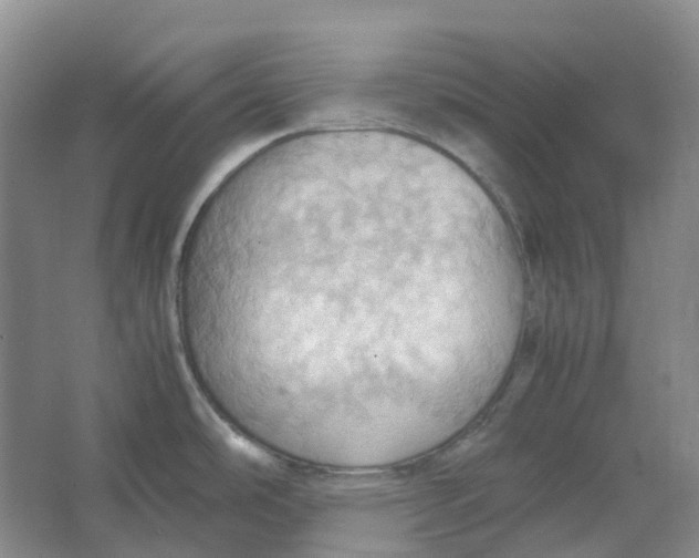 X0000064041486200602171631