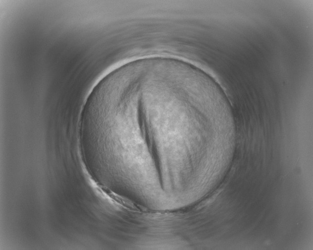 X0000064041534200602171631