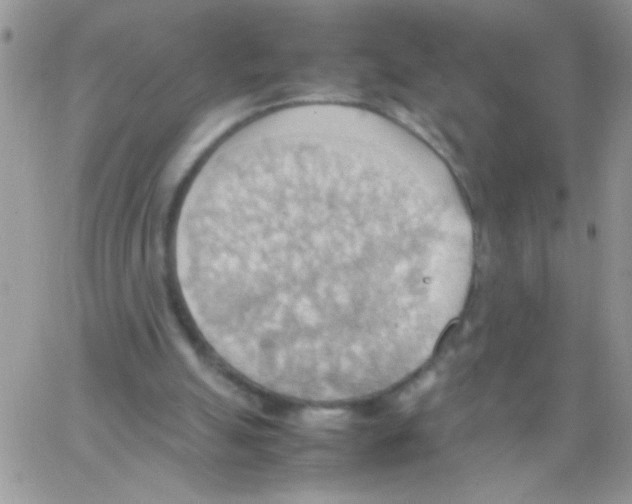 X0000064040055200602242331