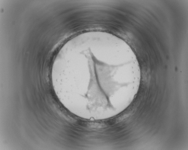 X0000064040347200602242326