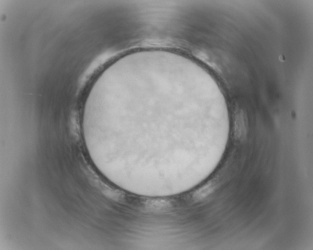 X0000064041454200602242308