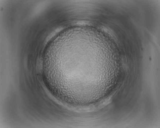 X0000064050016200601271238
