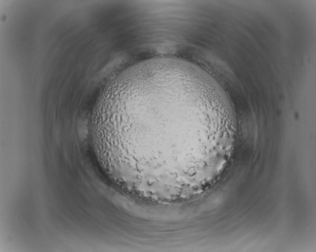 X0000064050032200601271238