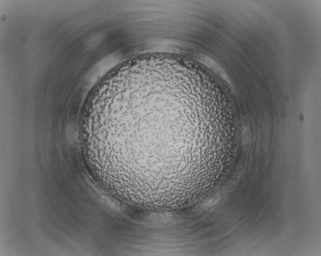 X0000064050882200601271224