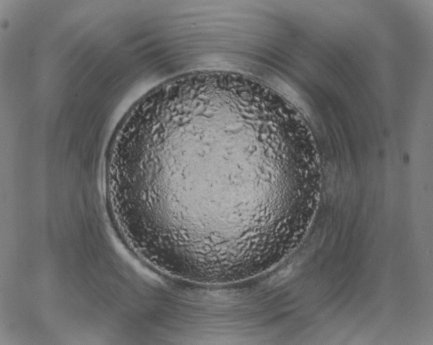 X0000064051084200601271221