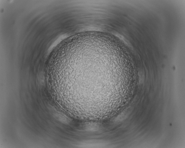 X0000064051266200601271218
