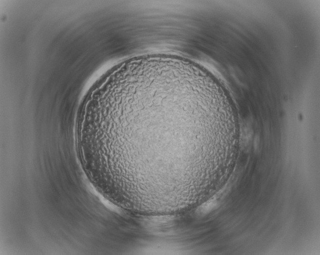 X0000064051294200601271218