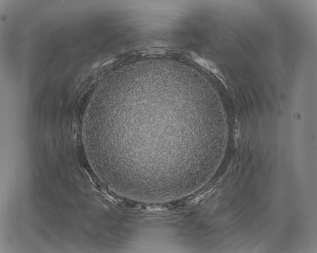 X0000064051445200601271215