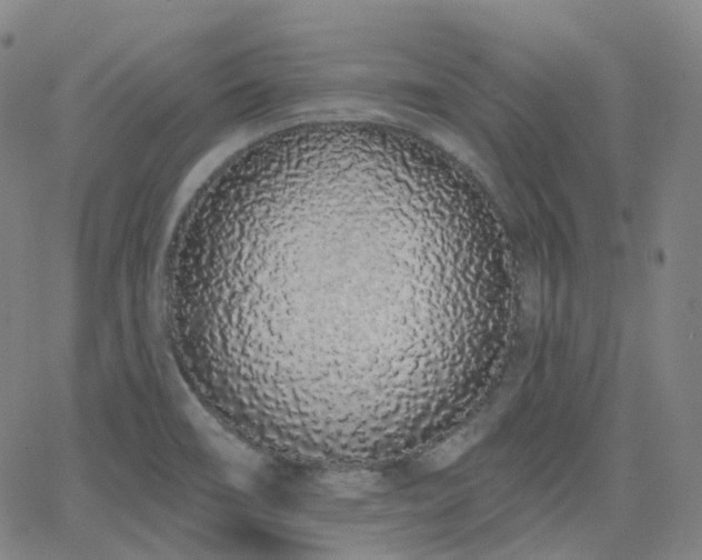 X0000064051466200601271215