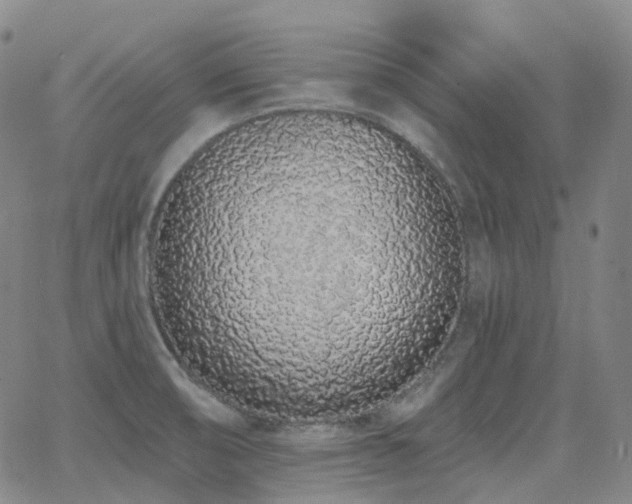 X0000064051474200601271215