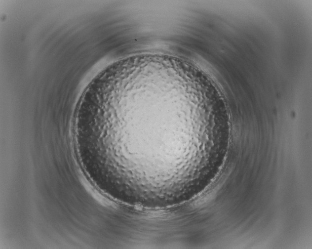 X0000064051482200601271215