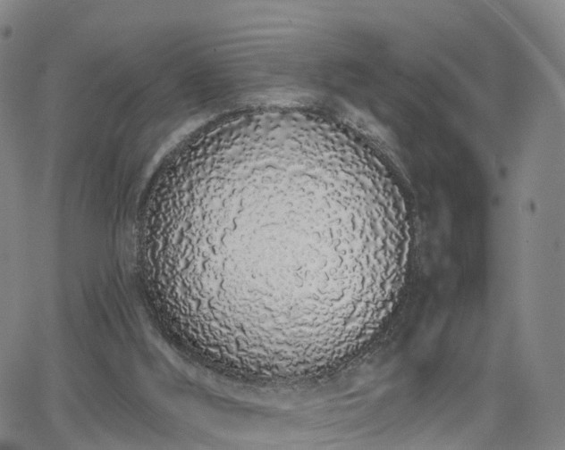 X0000064050012200601301225