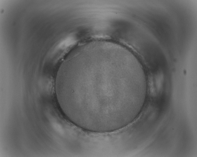 X0000064050029200601301225