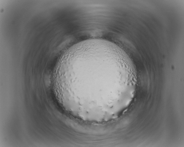 X0000064050032200601301225