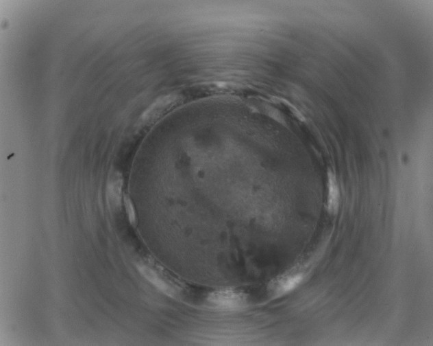 X0000064050231200601301221