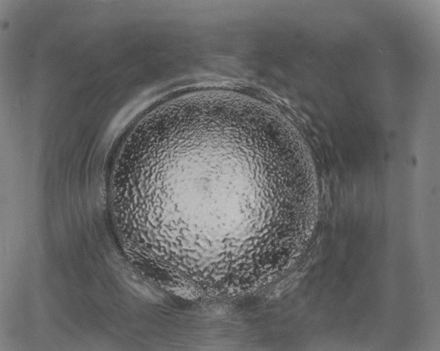 X0000064050247200601301220